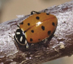 Photograph of adult ladybird beetle Hippodamia convergens.